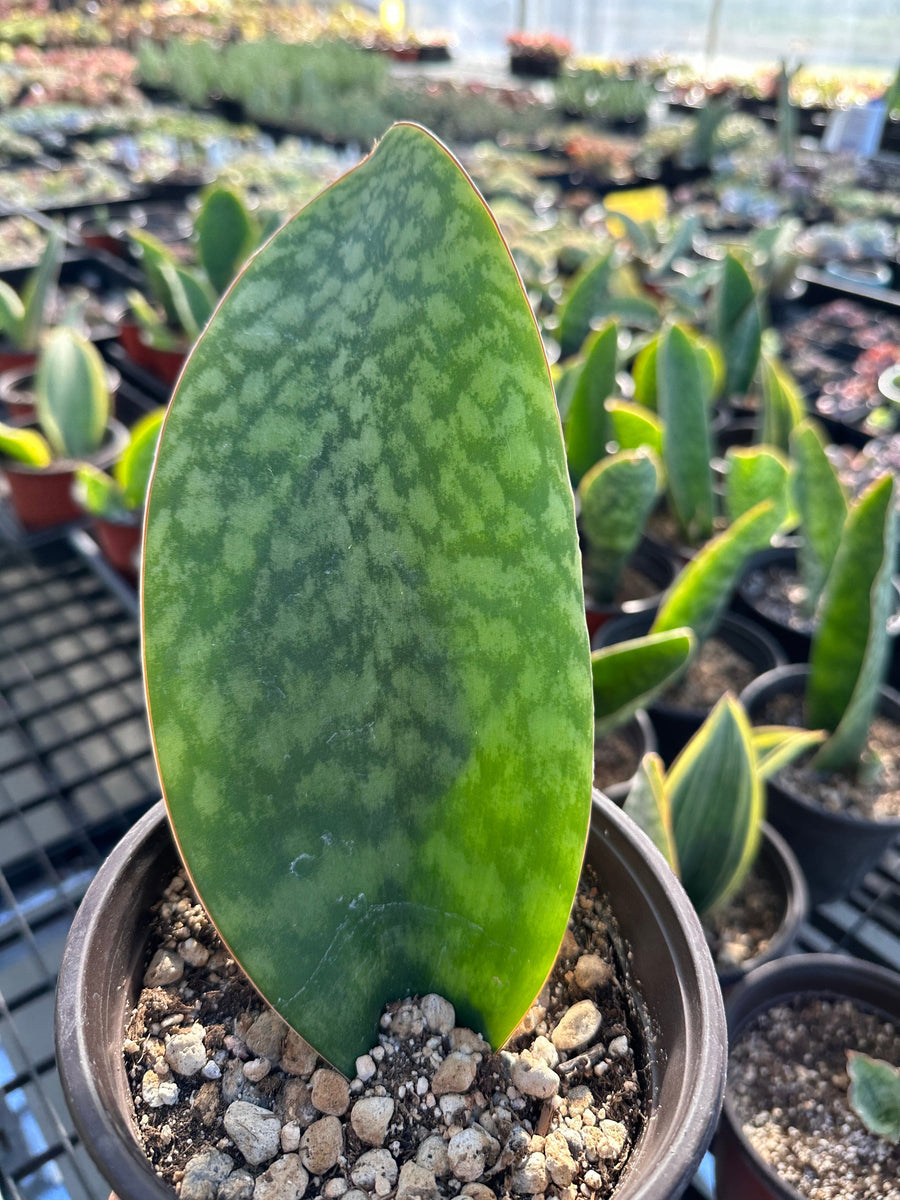 Rare Succulents - Sansevieria masoniana whale fin (6”-10”)