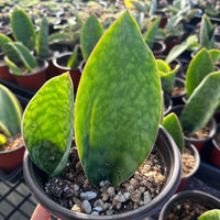 Rare Succulents - Sansevieria masoniana whale fin (6”-10”)