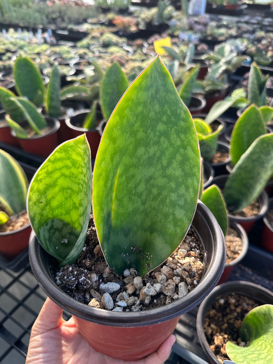 Rare Succulents - Sansevieria masoniana whale fin (6”-10”)