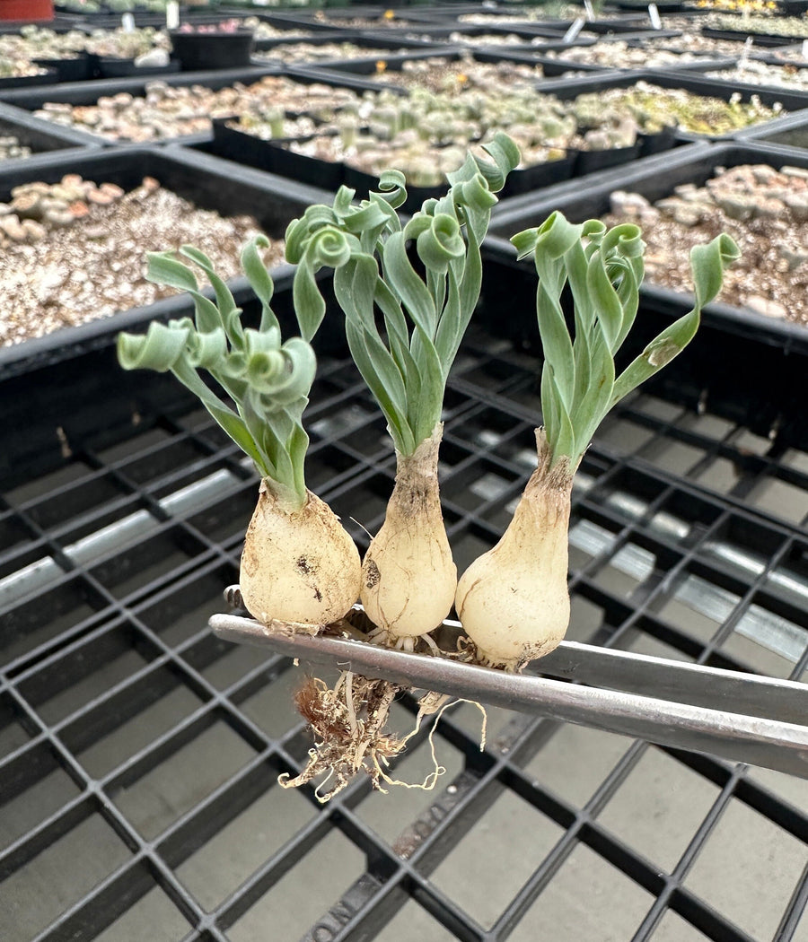 Ornithogalum Concordianum, Rare Succulents, Chubby Beauty, Bulb Only (0.4”-1