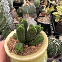 Crassula Quadrangularis (2”-2.5”), Rare Succulent Plants, Crassula Exotic, Cluster