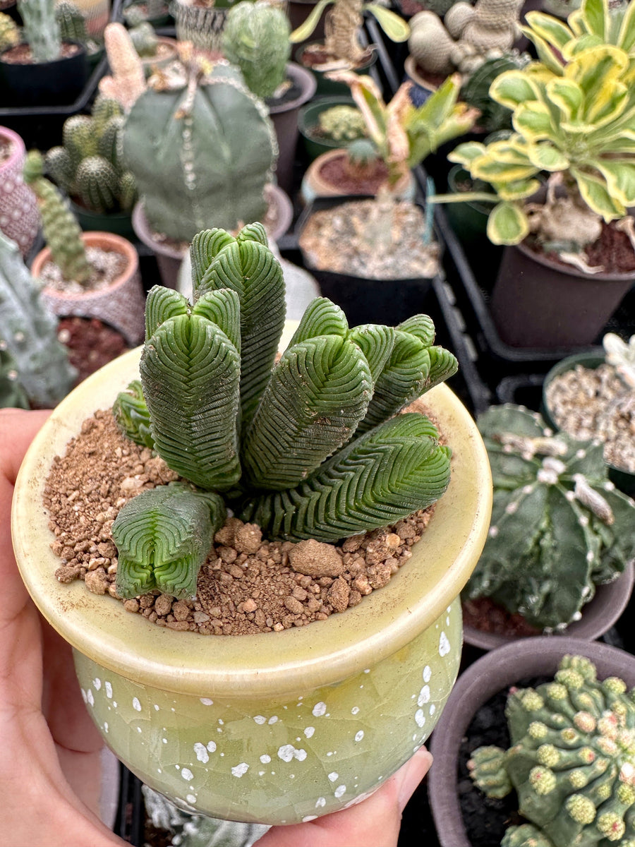 Crassula Quadrangularis (2”-2.5”), Rare Succulent Plants, Crassula Exotic, Cluster