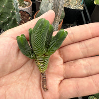 Crassula Quadrangularis (2”-2.5”), Rare Succulent Plants, Crassula Exotic, Cluster