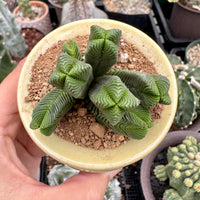 Crassula Quadrangularis (2”-2.5”), Rare Succulent Plants, Crassula Exotic, Cluster