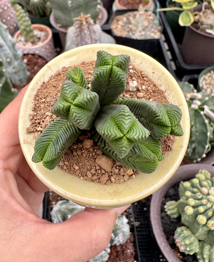 Crassula Quadrangularis (2”-2.5”), Rare Succulent Plants, Crassula Exotic, Cluster