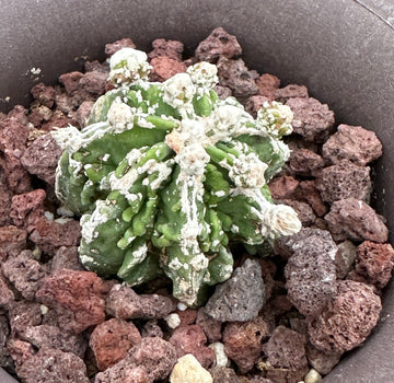 Rare Cactus - Astrophytum Myriostigma cv. Hakujo Fukuryu (1.5”)