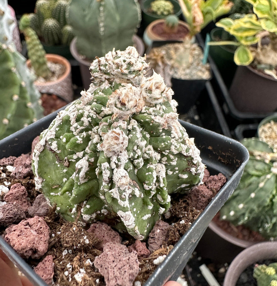 Rare Cactus - Astrophytum Myriostigma cv. Hakujo Fukuryu (1.5”)