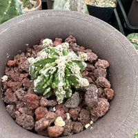 Rare Cactus - Astrophytum Myriostigma cv. Hakujo Fukuryu (1.5”)