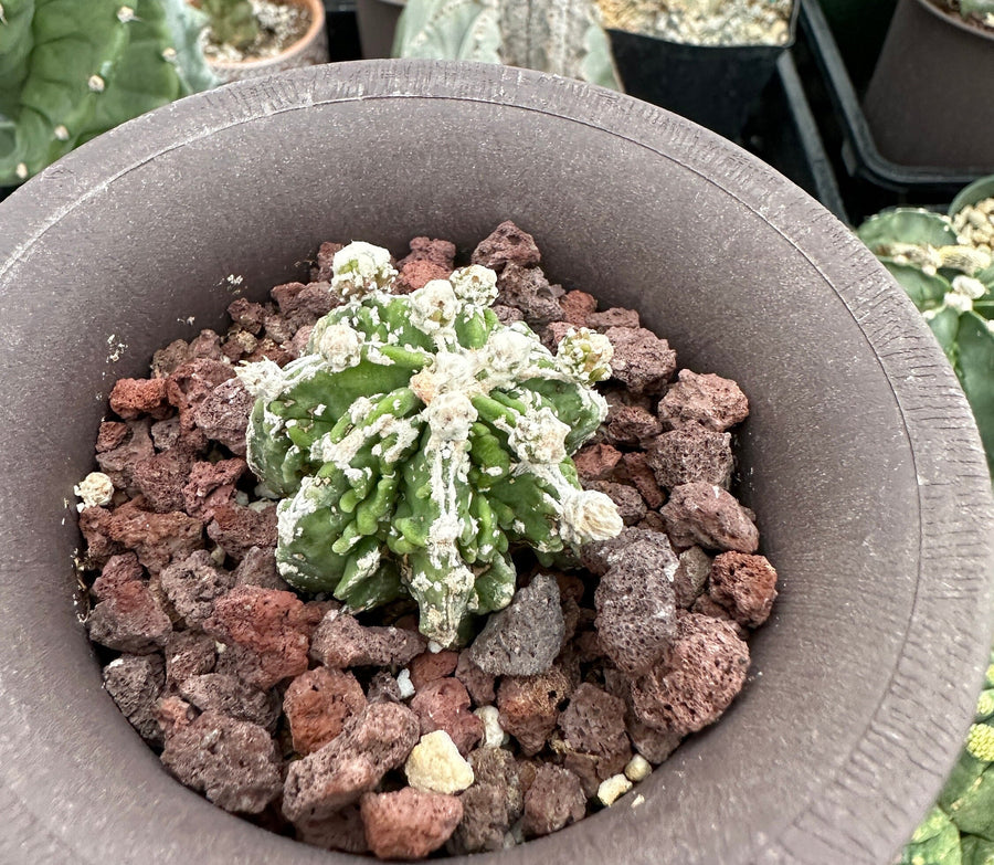 Rare Cactus - Astrophytum Myriostigma cv. Hakujo Fukuryu (1.5”)