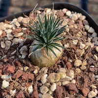 Rare Succulents - Ornithogalum Sardienii (0.4”)