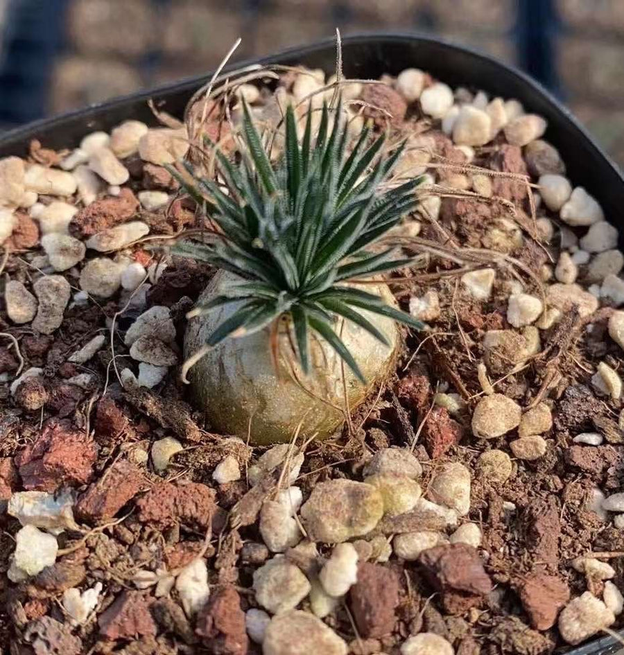 Rare Succulents - Ornithogalum Sardienii (0.4”)