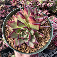 Rare Succulents - Echeveria Agavoides Double Heads (6”-8”)