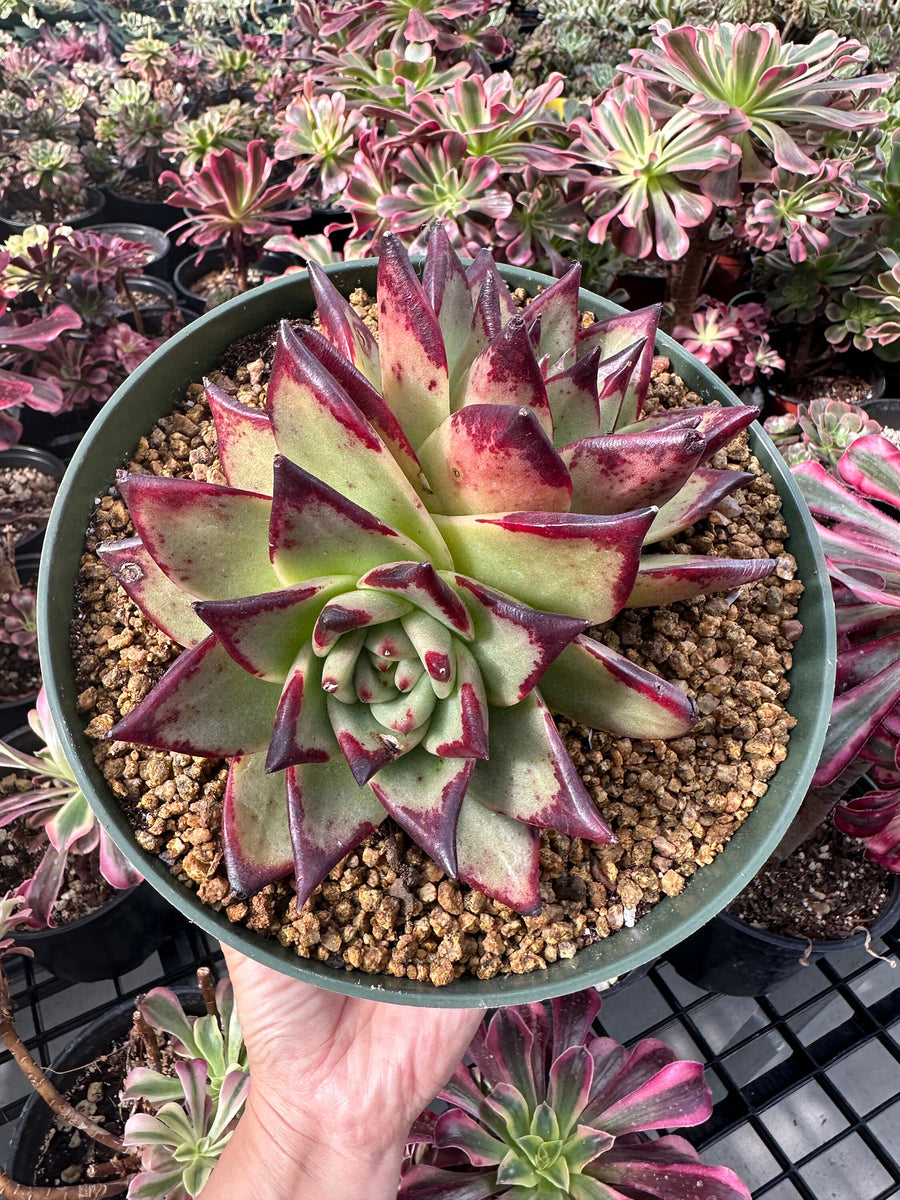 Rare Succulents - Echeveria Agavoides Double Heads (6”-8”)