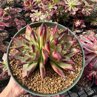 Rare Succulents - Echeveria Agavoides Double Heads (6”-8”)