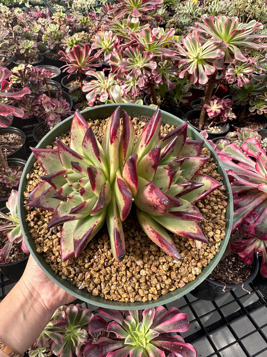 Rare Succulents - Echeveria Agavoides Double Heads (6”-8”)