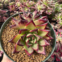 Rare Succulents - Echeveria Agavoides Double Heads (6”-8”)