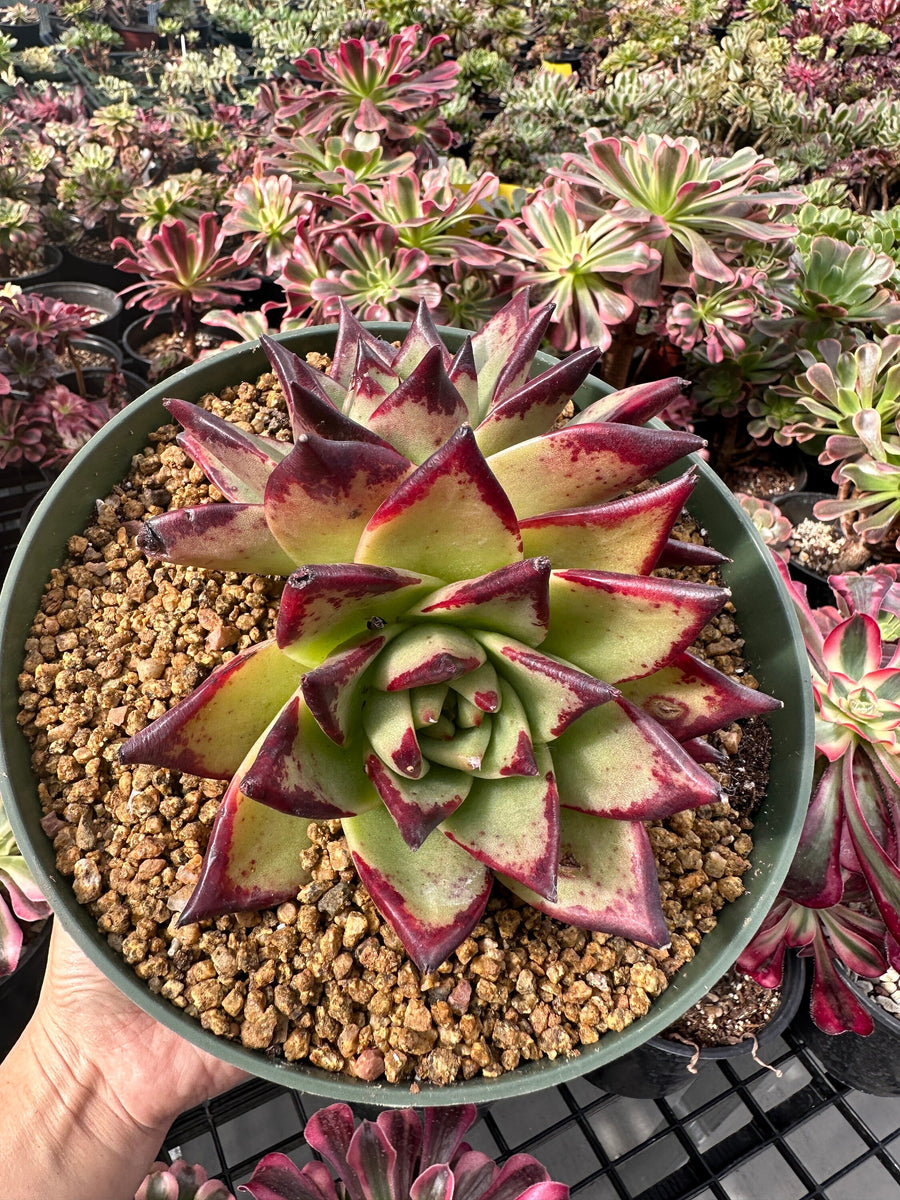 Rare Succulents - Echeveria Agavoides Double Heads (6”-8”)