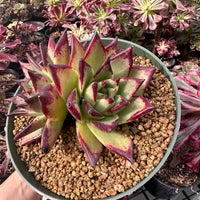 Rare Succulents - Echeveria Agavoides Double Heads (6”-8”)