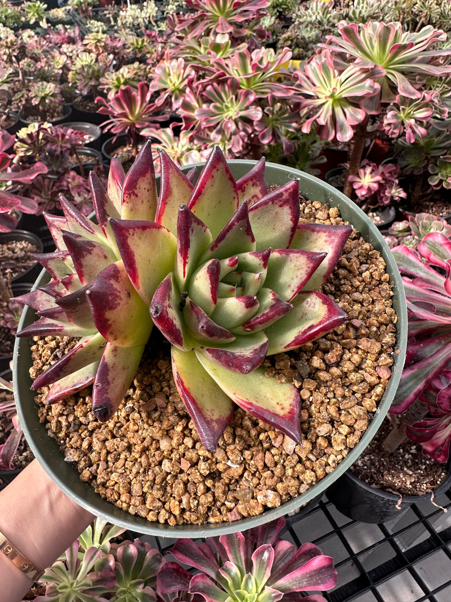 Rare Succulents - Echeveria Agavoides Double Heads (6”-8”)