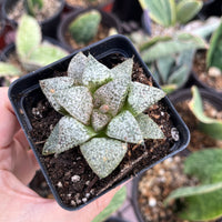 Rare Succulents - Haworthia Picta Platinum (1.5"-2”)