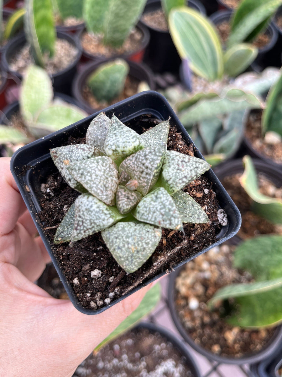 Rare Succulents - Haworthia Picta Platinum (1.5