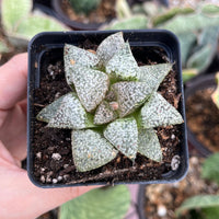 Rare Succulents - Haworthia Picta Platinum (1.5"-2”)