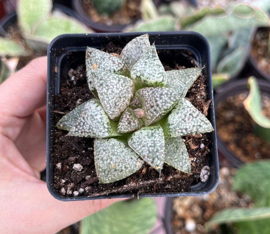 Rare Succulents - Haworthia Picta Platinum (1.5