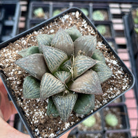 Rare Succulents - Haworthia Splendens (2”-2.5")