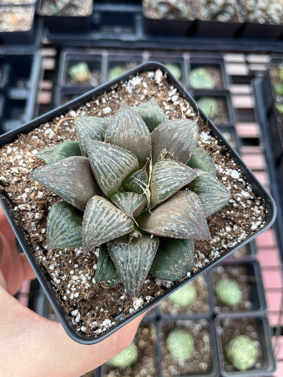 Rare Succulents - Haworthia Splendens (2”-2.5