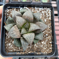 Rare Succulents - Haworthia Splendens (2”-2.5")