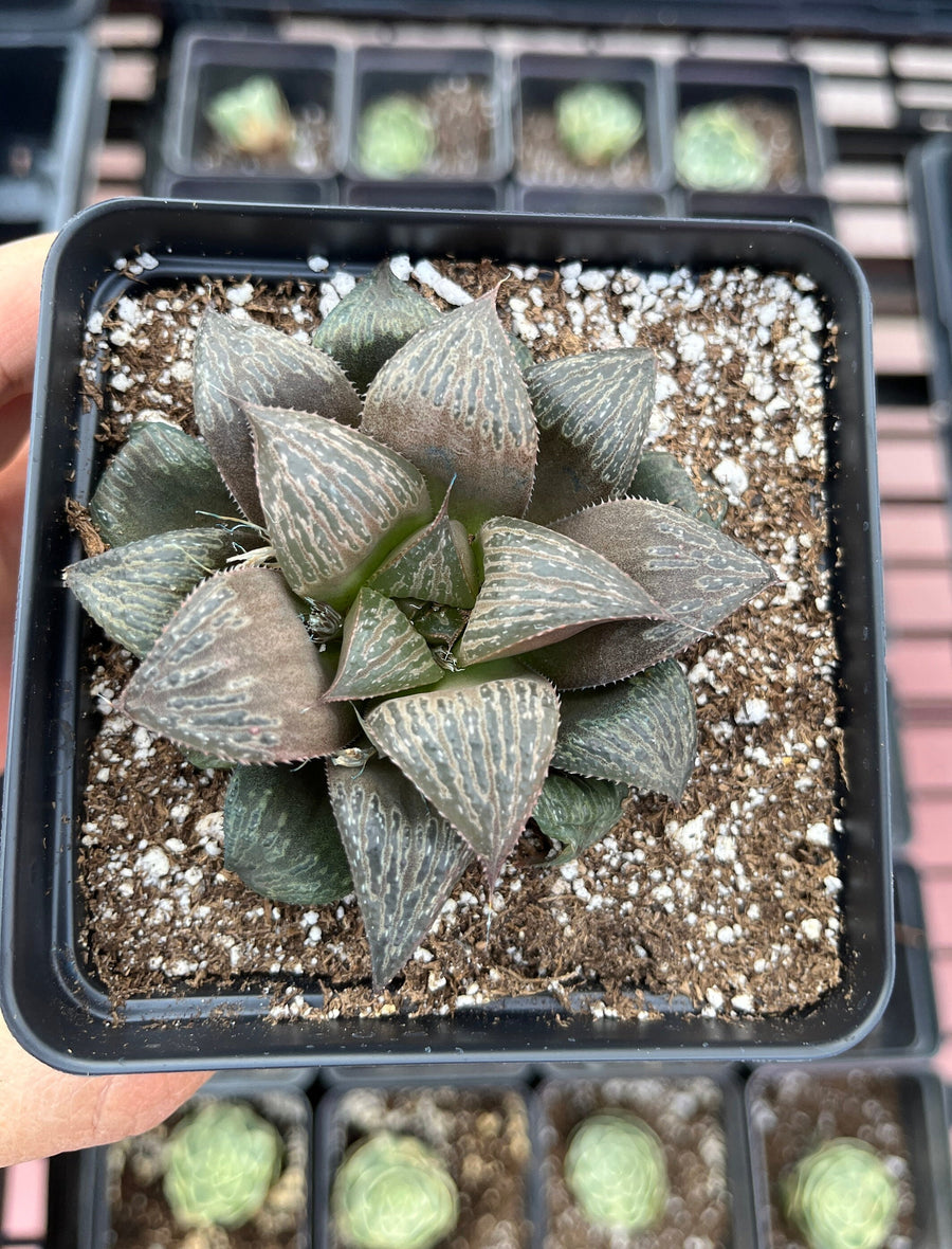 Rare Succulents - Haworthia Splendens (2”-2.5