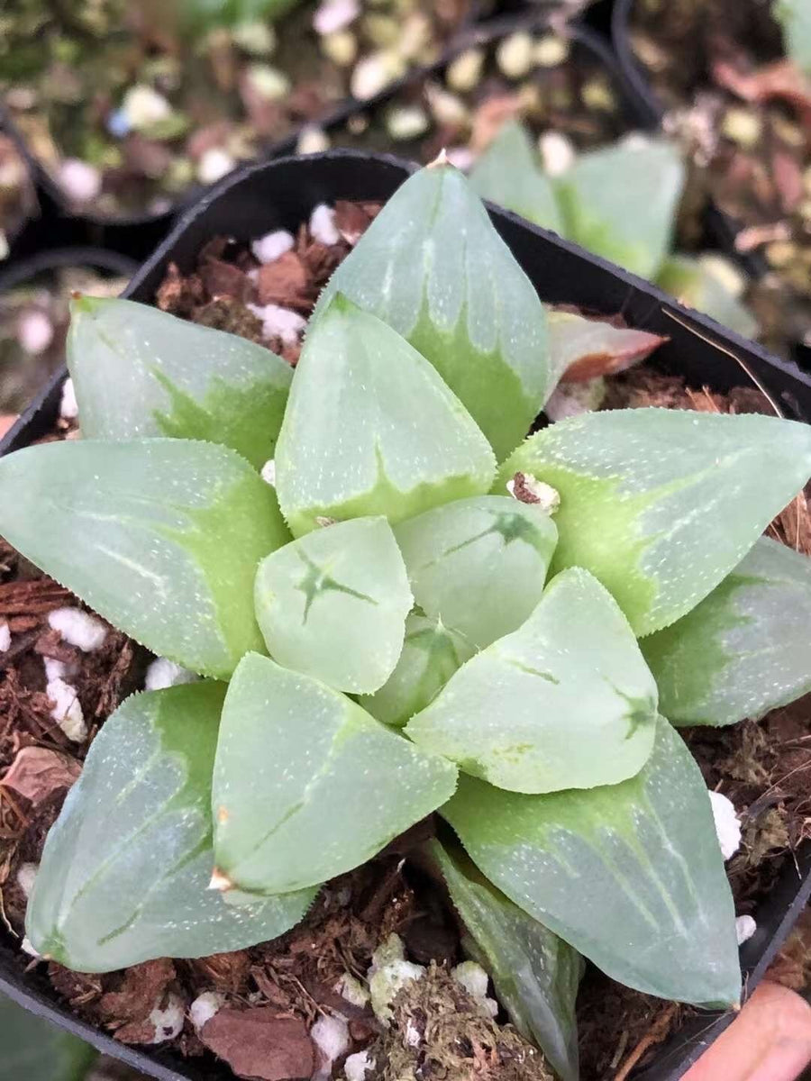 Rare Succulents - Haworthia Pygmaea “Ice City” (2”)