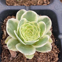 Aeonium vareigated Greenovia (1.5"), very Rare, Succulents