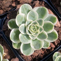 Aeonium vareigated Greenovia (1.5"), very Rare, Succulents