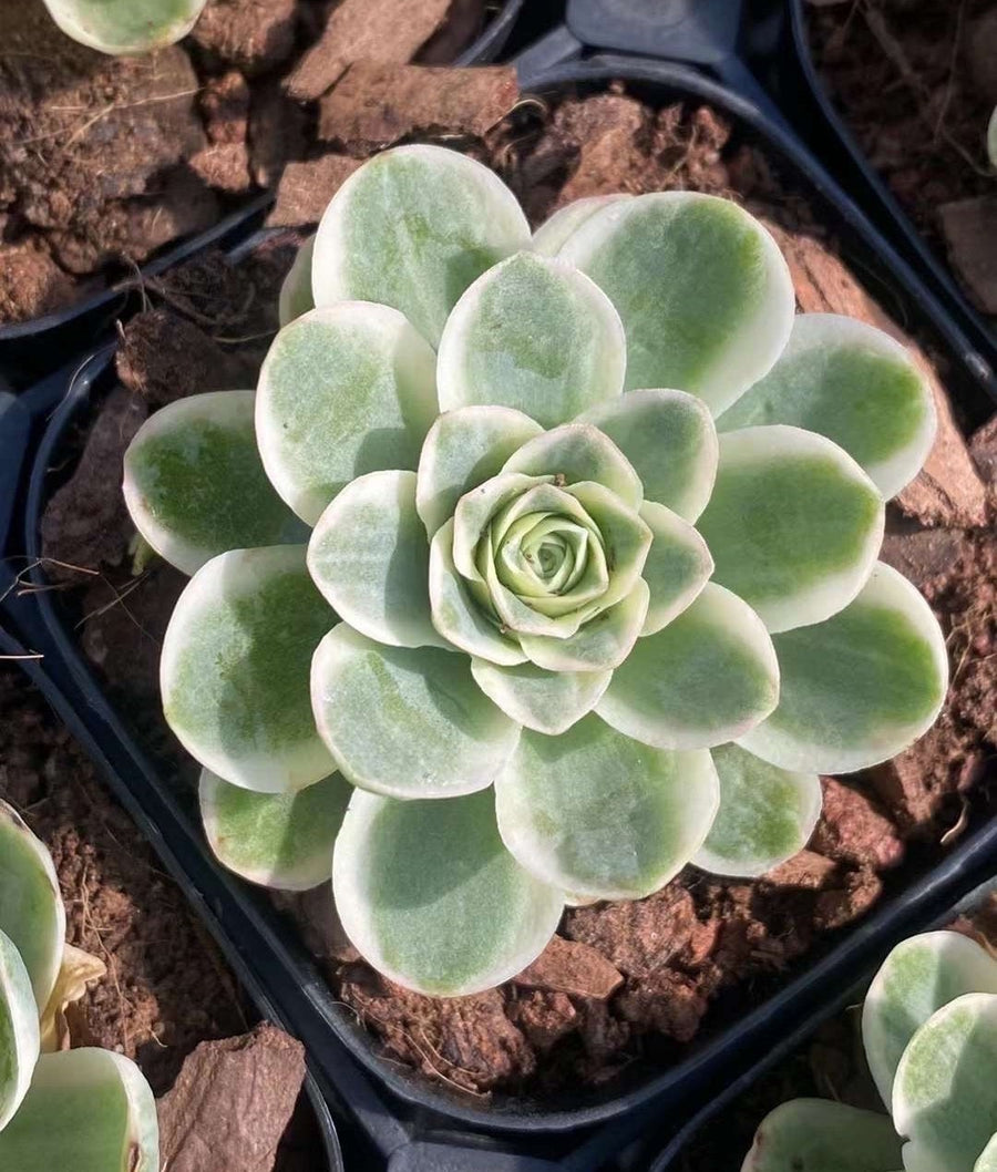 Aeonium vareigated Greenovia (1.5