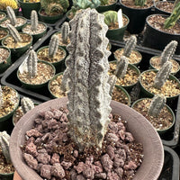 Rare Euphorbia - Euphorbia Abdelkuri grey small (4"-6" tall)