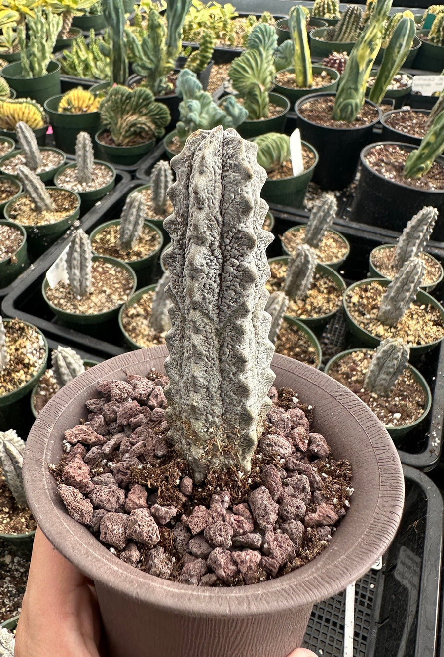 Rare Euphorbia - Euphorbia Abdelkuri grey (3.5” pot)