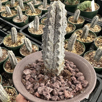 Rare Euphorbia - Euphorbia Abdelkuri grey small (3.5” pot)