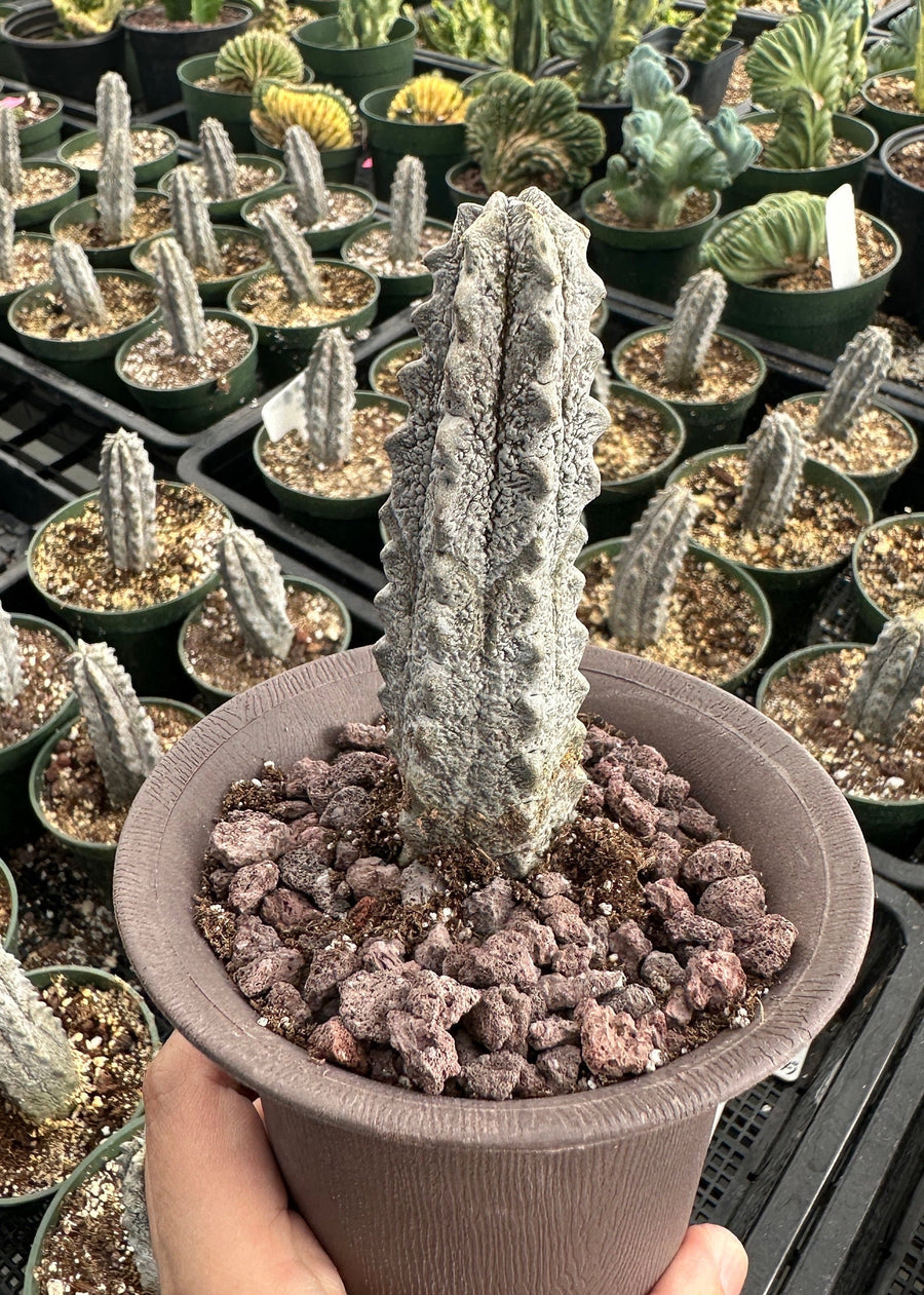 Rare Euphorbia - Euphorbia Abdelkuri grey small (3.5” pot)