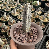 Rare Euphorbia - Euphorbia Abdelkuri grey (3.5” pot)