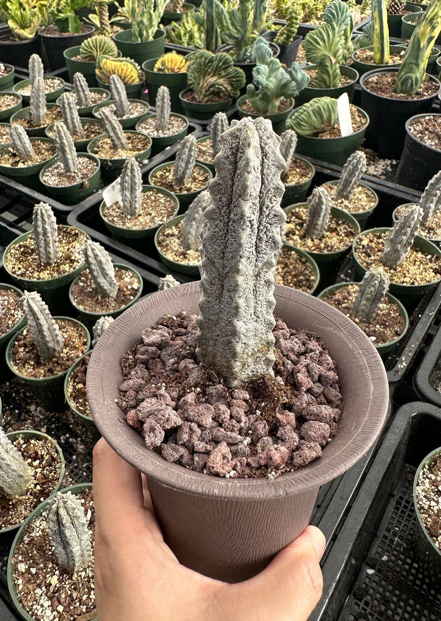 Rare Euphorbia - Euphorbia Abdelkuri grey (3.5” pot)