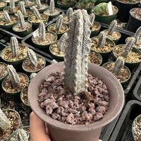 Rare Euphorbia - Euphorbia Abdelkuri grey small (3.5” pot)