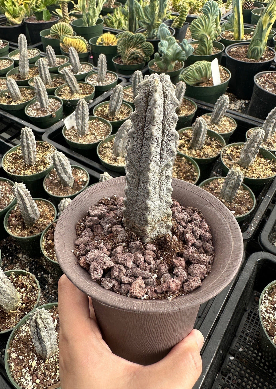 Rare Euphorbia - Euphorbia Abdelkuri grey small (3.5” pot)