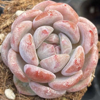 Rare Succulents - Echeveria Orange Monroe (2”)