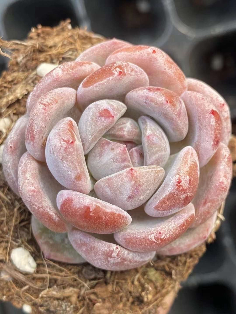 Rare Succulents - Echeveria Orange Monroe (2”)