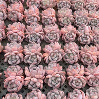 Rare Succulents - Echeveria Orange Monroe (2”)