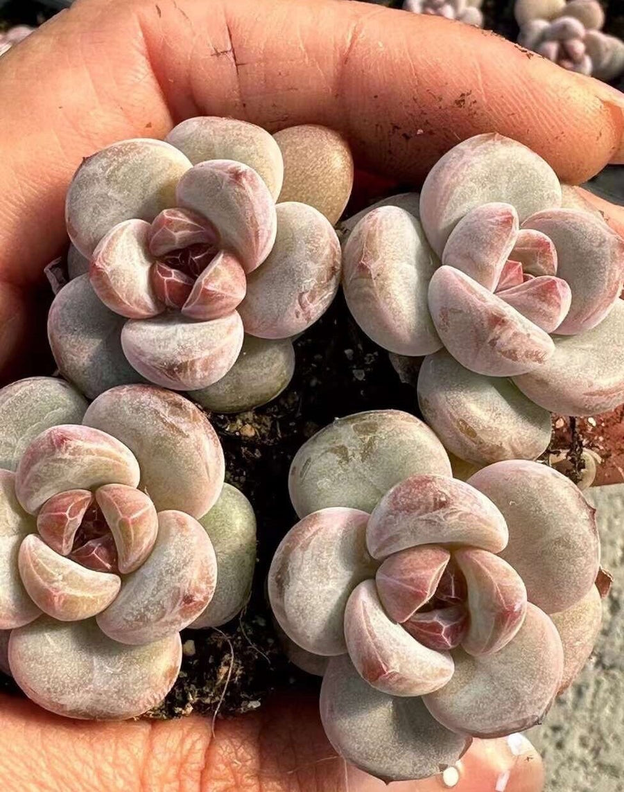 Rare Succulents - Echeveria Snow Star (0.4”-0.6”)