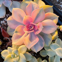 Rare Succulents - Echeveria Rainbow Variegated