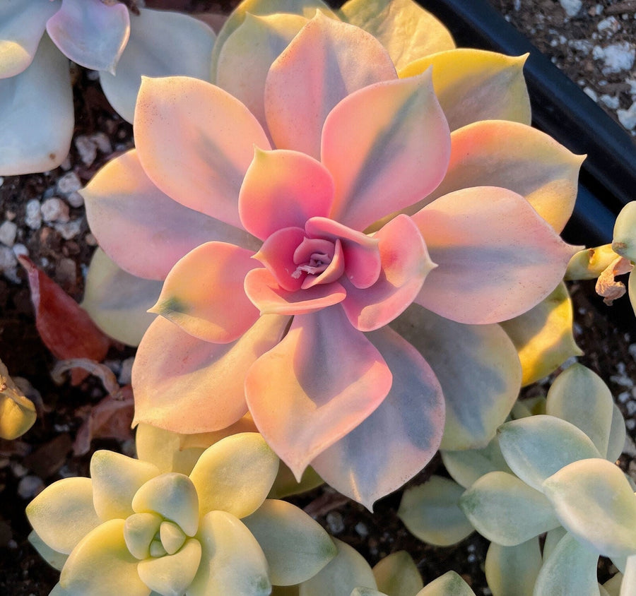 Rare Succulents - Echeveria Rainbow Variegated