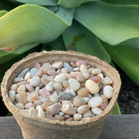 Premium Pebbles - Coral Sea Top Dressing (Order Separately)